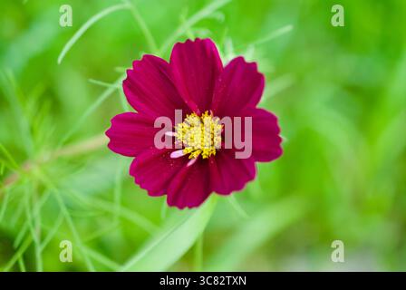 Nahaufnahme Kosmos Blume in einem Garten Stockfoto