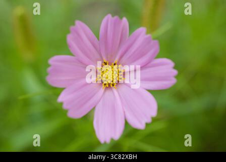 Großaufnahme rosa Kosmos Blume in einem Garten Stockfoto