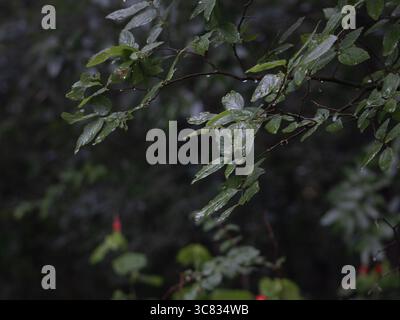 Nahaufnahme von frischen grünen Blättern, die mit Wassertröpfchen bedeckt sind und die natürliche Textur und den Morgentau hervorheben. Stockfoto