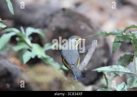 Die Rotschnabelleiothrix (Leiothrix lutea kumaiensis) ist ein Mitglied der Familie Leiothrichidae, die in Südchina und im Himalaya beheimatet ist. Stockfoto