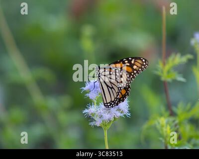 Monarch-Schmetterling auf der Purpurblume Stockfoto
