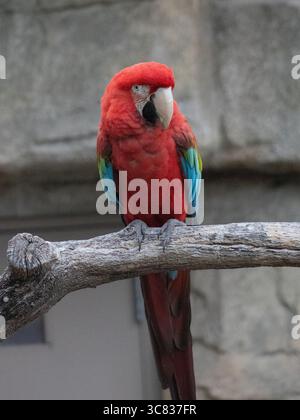 Ein leuchtender roter Papagei (Familie der Psittacidae), der auf einem Baumzweig thront und farbenfrohes Gefieder in einer natürlichen tropischen Umgebung zeigt. Stockfoto