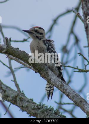 Ein Spechte mit Leiterrücken (Dryobates scalaris), der auf einem Baumstamm in Texas thront und seinen unverwechselbaren schwarz-weißen Rücken und seine rote Krone zeigt. Stockfoto