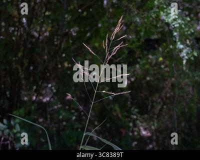 Johnson Gras (Sorghum halepense) wächst wild in San Antonio, Texas, mit seinen hohen, grasbewachsenen Klingen und charakteristischen Samenköpfen, die im Wind schweben. Stockfoto
