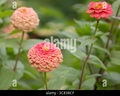 Elegante Zinnia-Blume (Zinnia elegans) Nahaufnahme der lebendigen Blüte im Detail Stockfoto