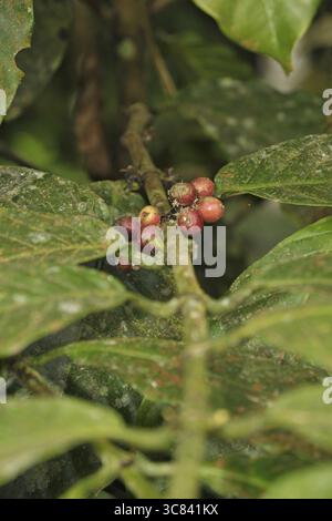 Kaffeepflanze (Coffea Arabica) Stockfoto