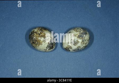 Wachteleier (Herkunft: Coturnix coturnix) Stockfoto
