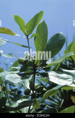 Indische Mandel (Terminalia catappa) Stockfoto