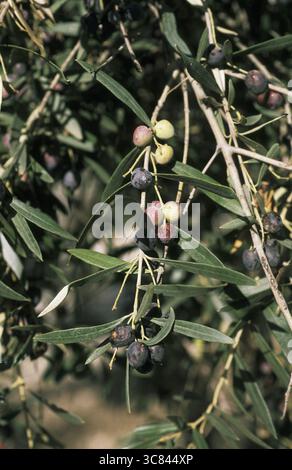standort stechpalme Ilex crenata