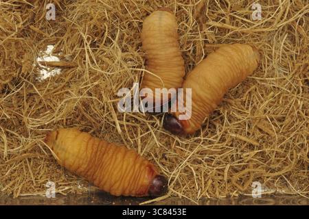 Acete de suri-Käfer-Larven (Rhynchophorus palmarum) Stockfoto