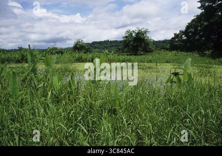 Los Llanos in Venezuela Stockfoto
