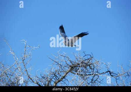 Weißrumpeliger singender Goshawk (Melierax poliopterus) Stockfoto