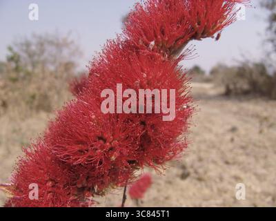 Likapo (Combretum platypetalum baumii) Stockfoto