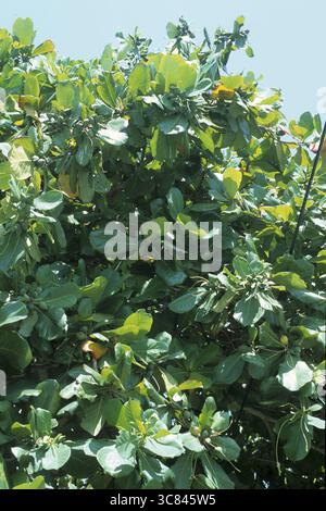 Indische Mandel (Terminalia catappa) Stockfoto