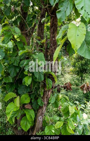 Nahaufnahme von Tectona grandis, Teakholzblättern und Zweigen in bewaldeten Randgebieten von Dehradun, Uttarakhand Indien Stockfoto