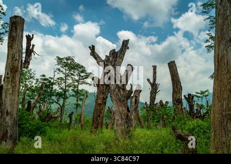 Gereinigtes Waldland in Uttarakhand Indien, das geschnittene Bäume, getrocknete Baumstümpfe und Umweltzerstörung zeigt Stockfoto