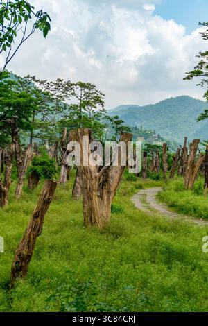 Gereinigtes Waldland in Uttarakhand Indien, das geschnittene Bäume, getrocknete Baumstümpfe und Umweltzerstörung zeigt Stockfoto