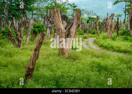 Gereinigtes Waldland in Uttarakhand Indien, das geschnittene Bäume, getrocknete Baumstümpfe und Umweltzerstörung zeigt Stockfoto
