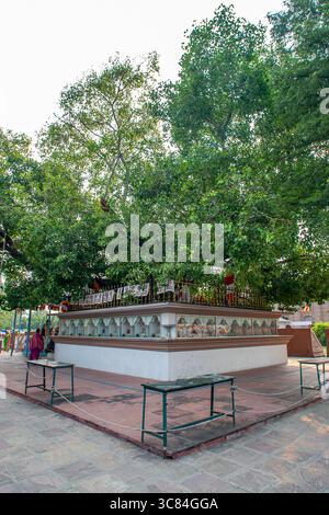 10 02 2005 Mönch betet in Dhamekh Stupa 5. Jahrhundert n. Chr.) buddhistische Stätte in Sarnath bei Varanasi; Uttar Pradesh; Indien Asien. Stockfoto