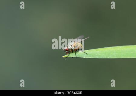 Eine Fliege (Helena reversio) auf grünem Blatt mit verschwommenem Hintergrund Stockfoto