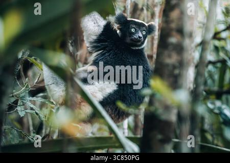 Indri-Lemuren sitzen im Regenwald Madagaskars und beobachten die Umgebung Stockfoto