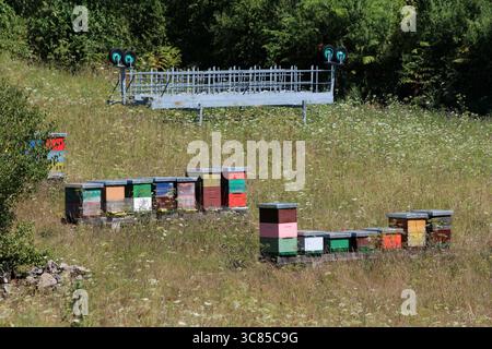 Mehrere bemalte Holzkisten stehen auf einer grasbewachsenen Wildblumenwiese, mit einem blauen Metalltor und einer Waldkulisse, die auf aktive Aktivitäten hindeutet Stockfoto