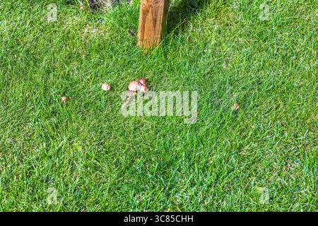 Braune Pilze wachsen während der Sommersaison auf üppig grünem Rasen in der Nähe von Holzpfosten im sonnigen Garten. Schweden. Stockfoto