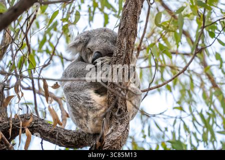 Ein Koalabär schläft in einem Baum auf dem Forts Walks-Wanderweg auf Magnetic Island in Queensland, Australien Stockfoto