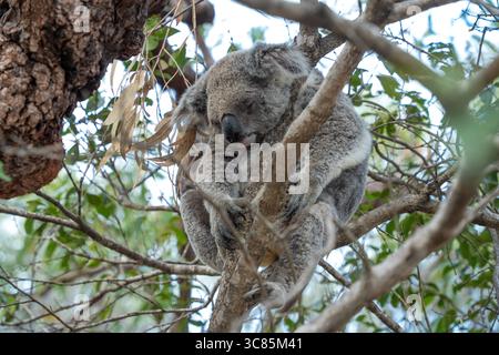 Ein Koalabär schläft in einem Gummibaum entlang des Forts Walk Wanderweges auf Magnetic Island in Queensland, Australien. Stockfoto