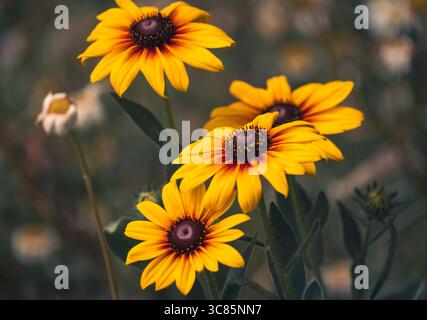 Eine Nahaufnahme von wunderschönen blühenden gelben Gänseblümchen, England. Stockfoto
