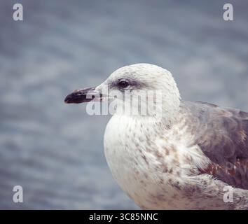 Ein Seitenprofil-Porträt einer jungen Heringsmöwe auf blauem Wassergrund. Stockfoto