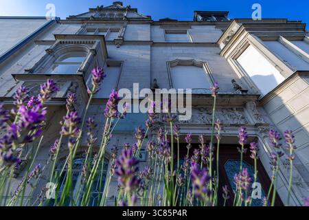 Historische Berliner Fassade mit Lavendel im Vordergrund, Botschaftsviertel. Stockfoto