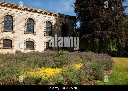 Blühender Lavendel auf dem Friedhof der St Pauls Church im Stadtzentrum von Birmingham, England. Stockfoto
