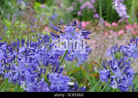 Blauer Agapanthus „Nordstern“, afrikanische Lilie, in Blüte. Stockfoto
