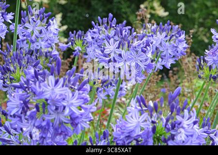 Blauer Agapanthus „Nordstern“, afrikanische Lilie, in Blüte. Stockfoto