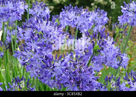 Blauer Agapanthus „Nordstern“, afrikanische Lilie, in Blüte. Stockfoto
