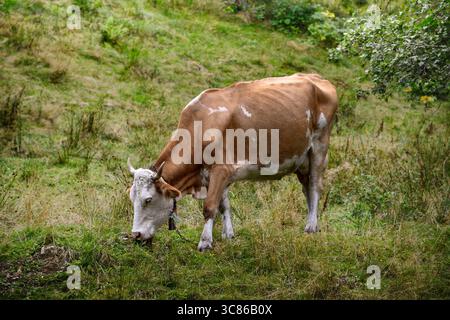 Eine braune und weiße Kuh weidet friedlich auf einem grasbewachsenen Hügel in einer ländlichen Gegend, umgeben von üppiger Natur. Stockfoto
