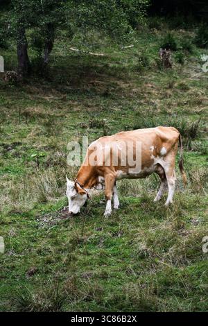 Eine hellbraune und weiße Kuh weidet ruhig auf einem grasbewachsenen Hügel in einer ländlichen Gegend, umgeben von Bäumen und Wildnis. Stockfoto