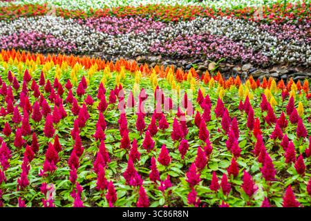 Zinnia Blumen, bunte Blumen Garten. Stockfoto