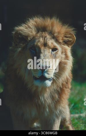Indien. Gujarat. Erwachsener männlicher asiatischer Löwe im GIR Forest, Sasan GIR National Park. Stockfoto
