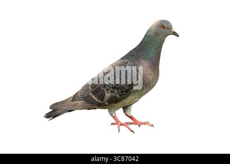 Ein Nahbild einer Steintaube, aufgenommen in Seitenansicht. Der Vogel zeigt weiche graue Federn, einen grün-violetten Hals, orangefarbene Augen und rote Füße Stockfoto