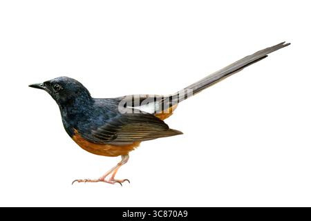 Ein Nahbild eines Shama mit weißem Rumpel und hochgezogenem Schwanz, das lebendiges Gefieder und eine elegante Haltung zeigt. Dieser singvogel ist bekannt für seine Schönheit Stockfoto