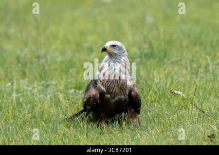 Ein Schwarzer Drachen (Milvus migrans), der auf dem Gras mit teilweise geöffneten Flügeln während einer Falknerei im Espace Rambouillet, Frankreich, steht. Th Stockfoto