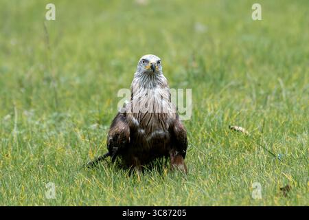 Ein Schwarzer Drachen (Milvus migrans), der auf dem Gras mit teilweise geöffneten Flügeln während einer Falknerei im Espace Rambouillet, Frankreich, steht. Th Stockfoto