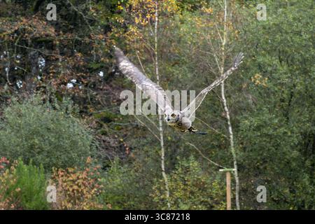 Eurasische Uhu (Bubo bubo) fliegt mit den Flügeln, die während einer Vogelschau vollständig ausgebreitet sind, großer nachtaktiver Raptor Europas. Stockfoto
