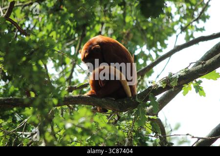 Red Howler Monkey blickt von einem Baum im Yorkshire Wildlife Park Stockfoto