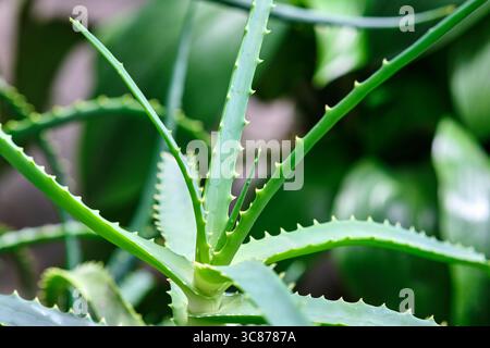 Eine lebendige Aloe Vera Pflanze mit scharfkantigen Blättern lebt in einer hellen Innenumgebung und zeigt ihre auffällige grüne Farbe und Textur. Stockfoto