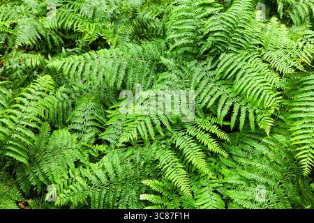 Grüne Waldfarne im Wald im Sommer. In Norfolk Großbritannien Stockfoto