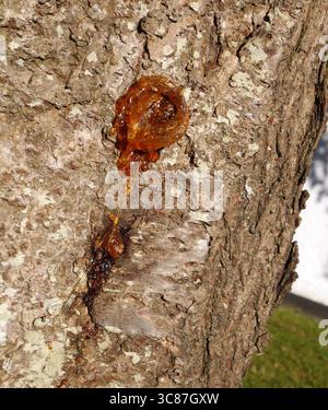 baumsaft, Gummosis, aus der Rinde eines Baumes austreten Stockfoto