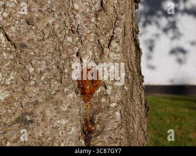 baumsaft, Gummosis, aus der Rinde eines Baumes austreten Stockfoto